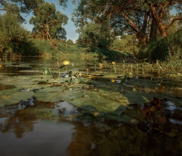 Duitse Herdershond Zwemmen Rivier Zomer Zonsondergang — Stockfoto