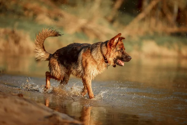 Perro pastor alemán nadando en el río —  Fotos de Stock