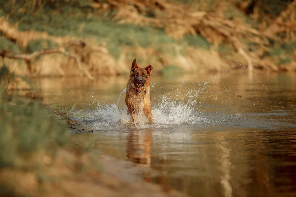 Nehirde yüzen Alman çoban köpeği 