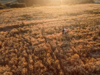 Günbatımında tarlada İspanyol gümüşü ata binen güzel genç bir kadın.