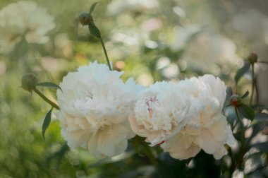 Yaz bahçesinde, doğal ışık altında çiçek açan beyaz şakayık çiçeklerine yakın.