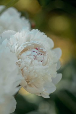 Yaz bahçesinde, doğal ışık altında çiçek açan beyaz şakayık çiçeklerine yakın.