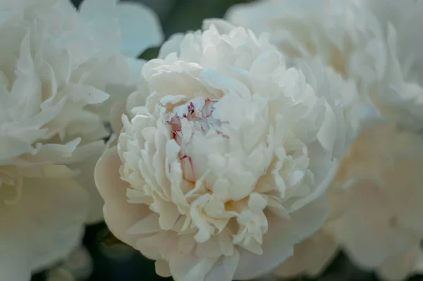 夏の庭で自然光の下で白い牡丹の花を咲かせる閉鎖 — ストック写真