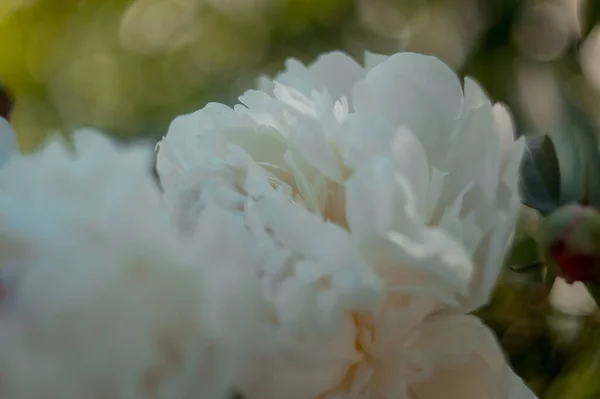 Nahaufnahme Blühender Weißer Pfingstrosenblüten Unter Natürlichem Licht Sommergarten — Stockfoto