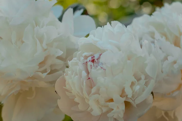 Close Van Bloeiende Witte Pioenroos Bloemen Onder Natuurlijk Licht Zomertuin — Stockfoto