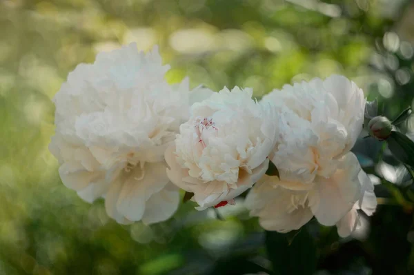 Detailní Záběr Kvetoucích Bílých Pivoňkových Květů Přirozeného Světla Letní Zahradě — Stock fotografie