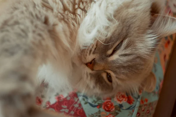 Porträt Der Schlafenden Neva Masquerade Silver Tabby Point Cat — Stockfoto