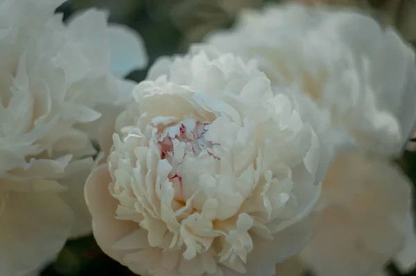 Close Van Bloeiende Witte Pioenroos Bloemen Onder Natuurlijk Licht Zomertuin — Stockfoto