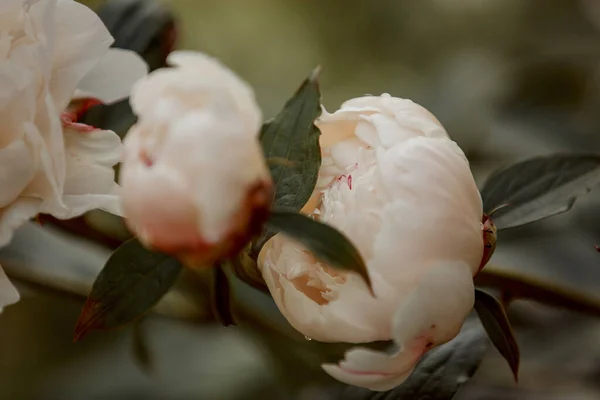 Close Van Bloeiende Witte Pioenroos Bloemen Onder Natuurlijk Licht Zomertuin — Stockfoto