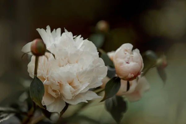 Närbild Blommande Vita Pion Blommor Naturligt Ljus Sommarträdgården — Stockfoto