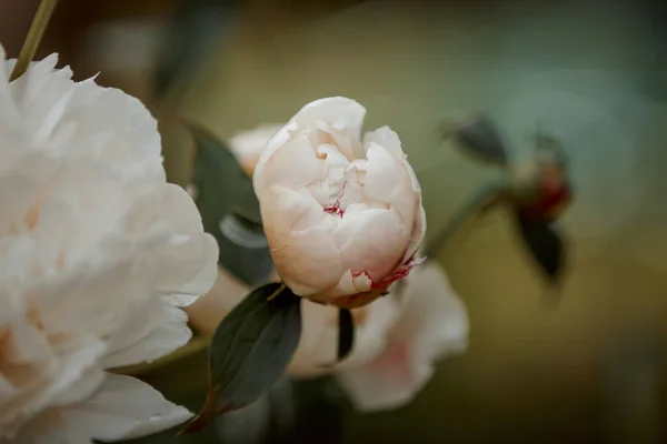 Primer Plano Flores Peonía Blanca Florecientes Bajo Luz Natural Jardín —  Fotos de Stock