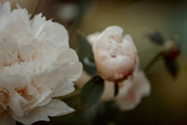 Close Van Bloeiende Witte Pioenroos Bloemen Onder Natuurlijk Licht Zomertuin — Stockfoto