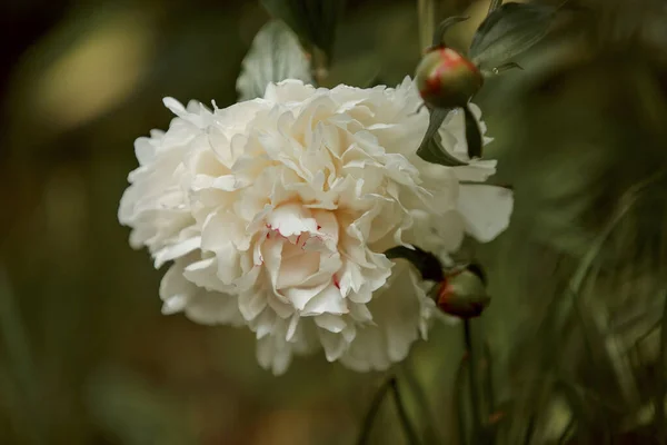 Close Van Bloeiende Witte Pioenroos Bloemen Onder Natuurlijk Licht Zomertuin — Stockfoto