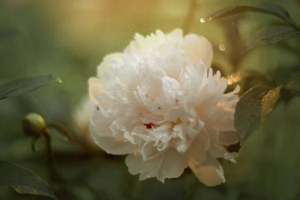 Κοντινό Πλάνο Των Ανθισμένων Λευκών Παιώνιων Λουλουδιών Κάτω Από Φυσικό — Φωτογραφία Αρχείου