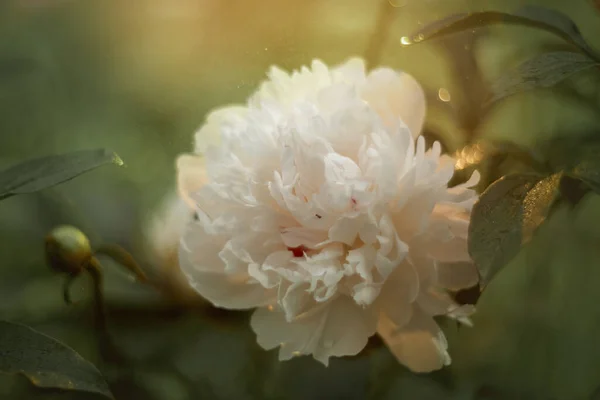 Närbild Blommande Vita Pion Blommor Naturligt Ljus Sommarträdgården — Stockfoto