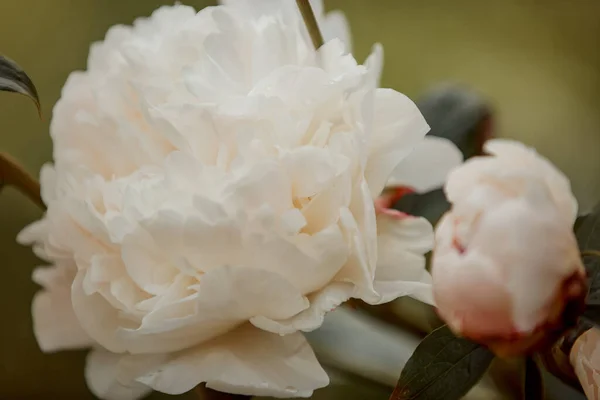 Primer Plano Flores Peonía Blanca Florecientes Bajo Luz Natural Jardín —  Fotos de Stock