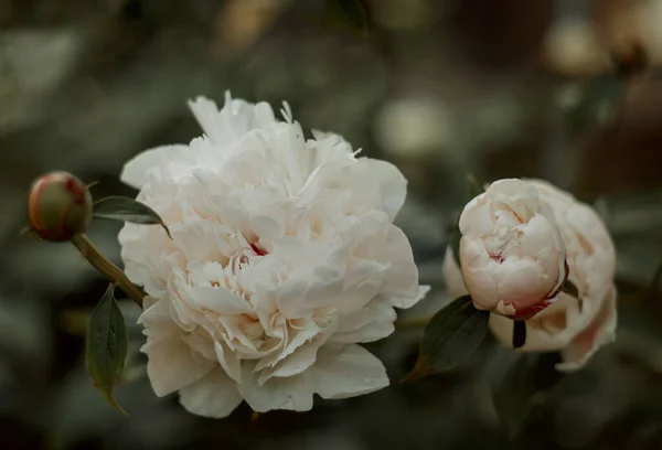 Primer Plano Flores Peonía Blanca Florecientes Bajo Luz Natural Jardín —  Fotos de Stock