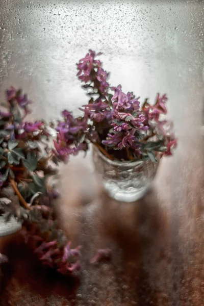 Small Bouquet Spring Corydalis Flowers Glass Photo Taken Manual Art — Stock Photo, Image