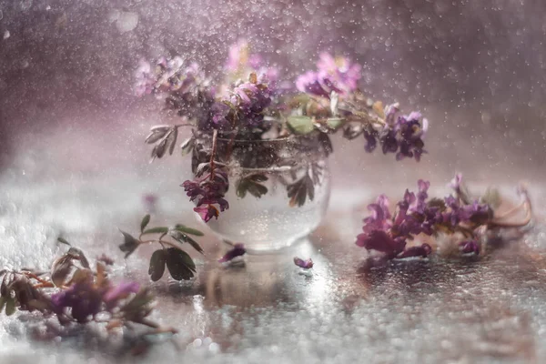 Kleiner Frühlingsstrauß Aus Corydalis Blüten Glas Aufgenommen Auf Manuellem Kunstobjektiv — Stockfoto