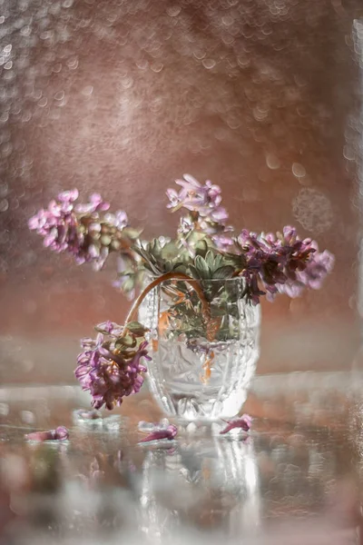 Kleiner Frühlingsstrauß Aus Corydalis Blüten Glas Aufgenommen Auf Manuellem Kunstobjektiv — Stockfoto