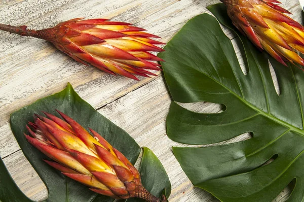 Protea Fiore Essiccato Con Gambo Composizione Floreale Protea Bouquet Essiccato — Foto Stock