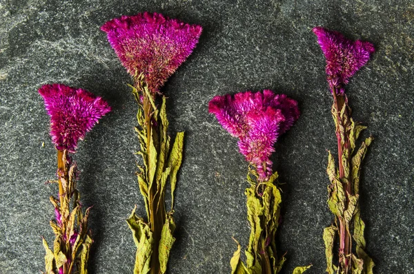 Kurutulmuş Kırmızı Cockscomb Pembe Cockscomb Rustik Dekorasyonu Kuru Cockscomb Kuru — Ücretsiz Stok Fotoğraf