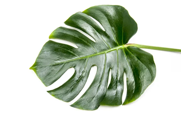 Green Monstera Leaf Isolated — Stock Photo, Image