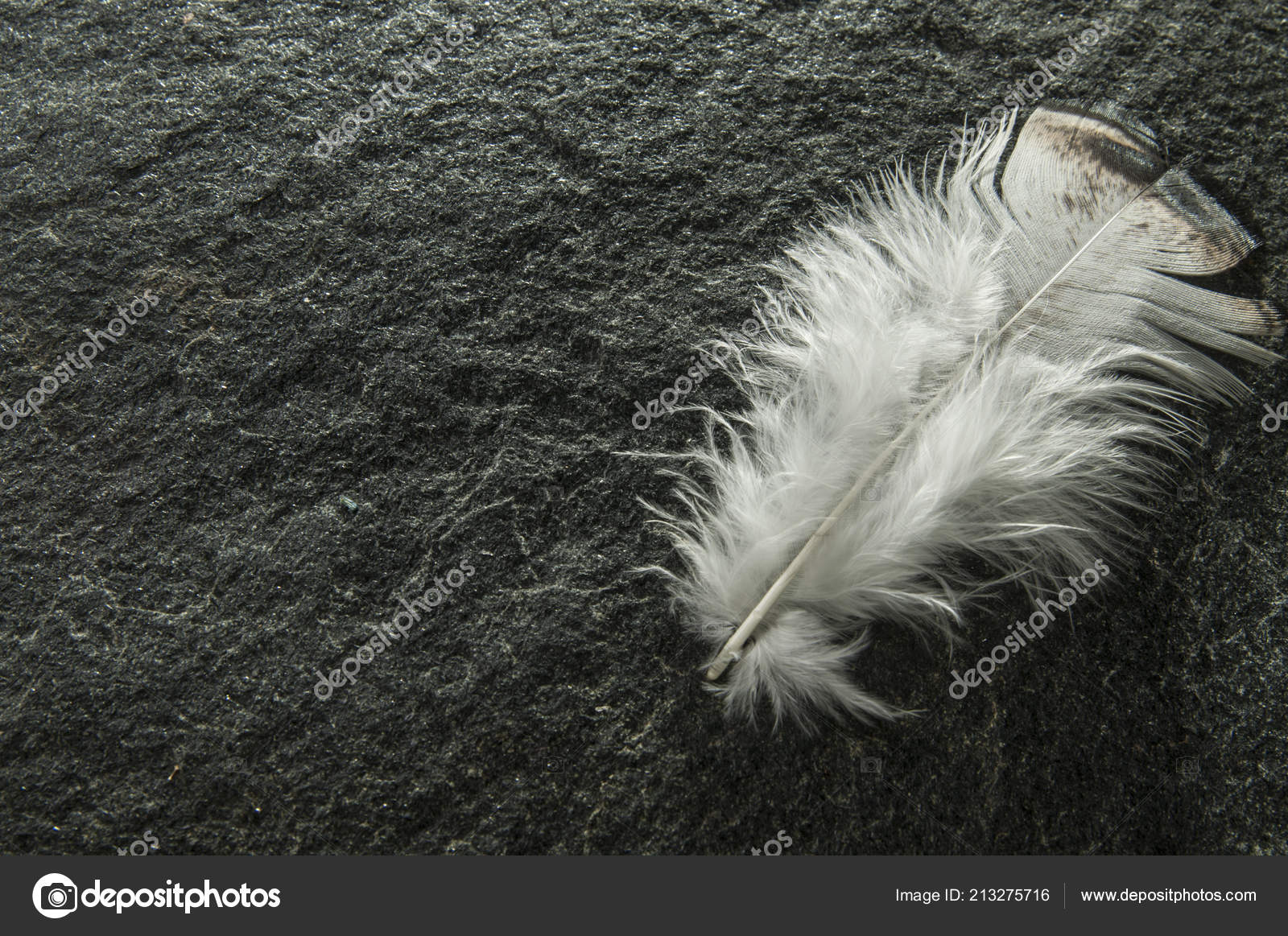 Natural Turkey White Feathers Set Craft Turkey Feathers Real Bird