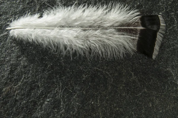 Natural turkey white feathers set for craft, turkey Feathers, Real Bird Feathers, Feathers For Crafts