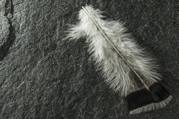 Plumes Blanches Dinde Naturelle Pour Artisanat Plumes Dinde Plumes Oiseau — Photo