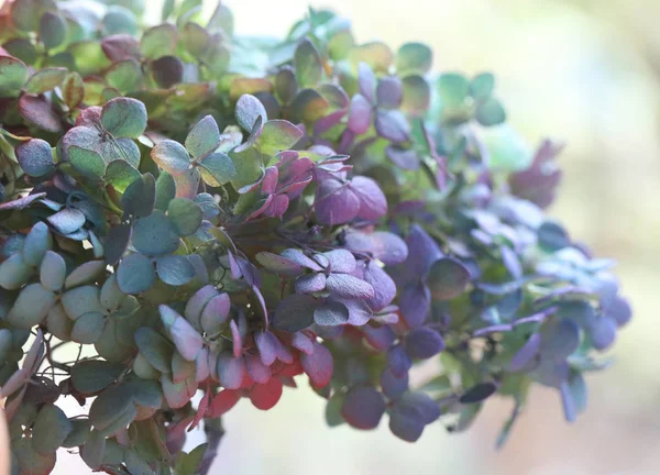 Torkad Hortensia Gäng Torkad Hortensia Grön Blå Hortensior Bröllop Inredning Stockbild