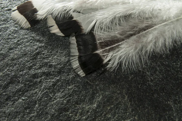 Natural turkey black feathers set for craft, turkey Feathers, Real Bird Feathers, Feathers For Crafts