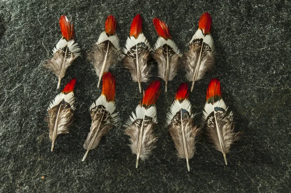 Přírodní Bažantí Peří Sada Pro Řemeslo Bažantí Peří Reálné Ptačího — Stock fotografie