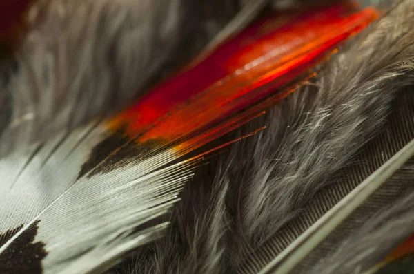 Natural pheasant feathers set for craft, pheasant  Feathers, Real Bird Feathers, Feathers For Crafts