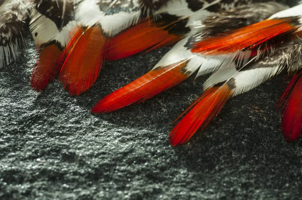 Natural Pheasant Feathers Set Craft Pheasant Feathers Real Bird Feathers — Stock Photo, Image