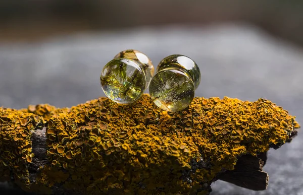 Real Moss Gauges Botanical Ear Plugs — Stock Photo, Image