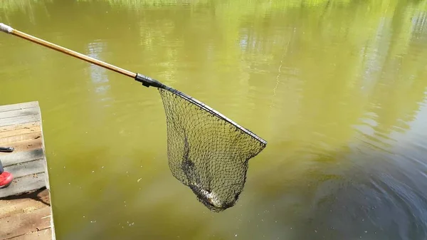 魚のいる池を収穫 — ストック写真