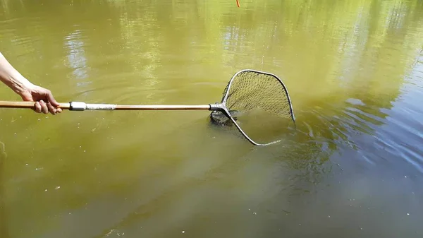 魚のいる池を収穫 — ストック写真