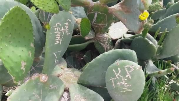 Cactus with inscriptions on leaves — Stock Video