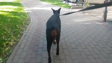 Sevimli köpek yürüyen Pov