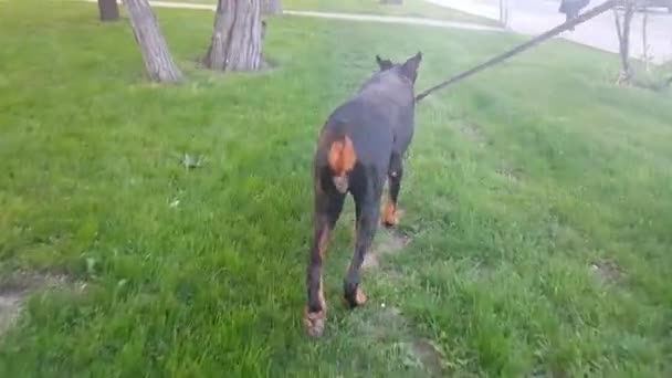 POV Walking söt hund — Stockvideo