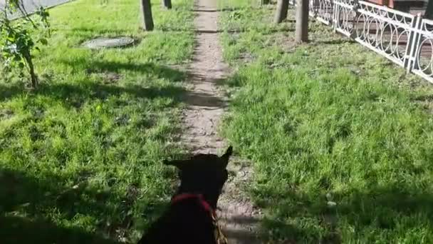 Pov de caminar el lindo perro — Vídeo de stock
