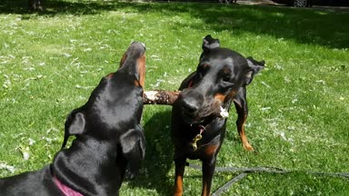 İki sevimli siyah doberman köpek oynama