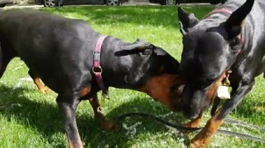 İki sevimli siyah doberman köpek oynama