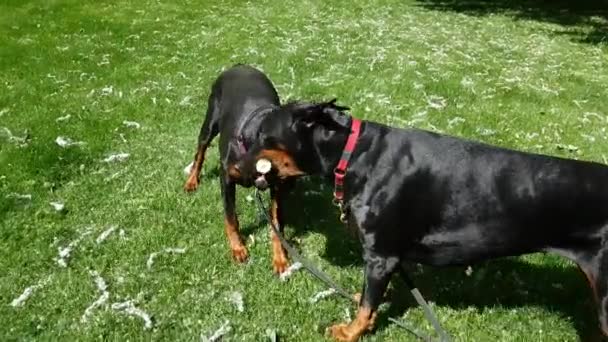 İki sevimli siyah doberman köpek oynama — Stok video