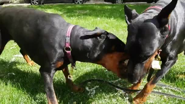Zwei niedliche schwarze Dobermänner Hund spielen — Stockvideo