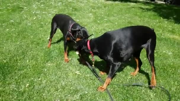 Dos lindo negro doberman perro jugando — Vídeo de stock