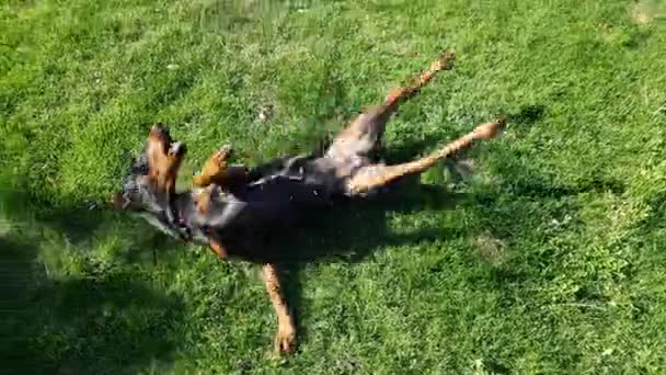 Χαρούμενο σκυλί που ξαπλώνει στο γρασίδι — Αρχείο Βίντεο