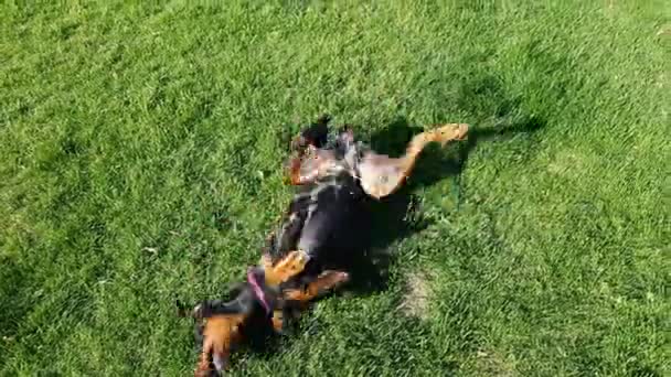 Alegre perro acostado en la hierba — Vídeo de stock