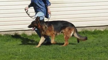 Alman çoban köpeği kaçıyor.